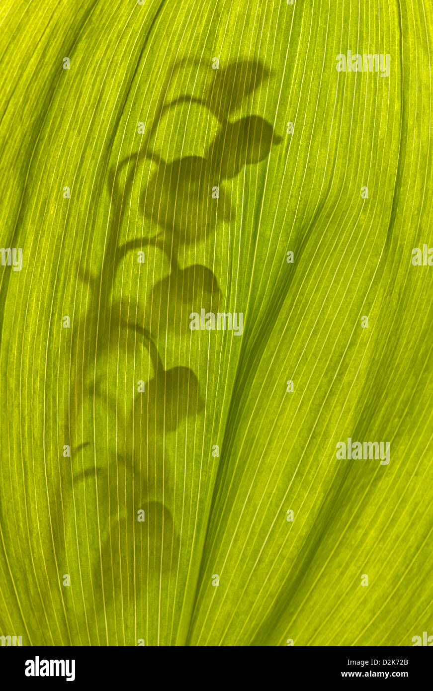 Il giglio della valle / convallaria majalis Foto Stock