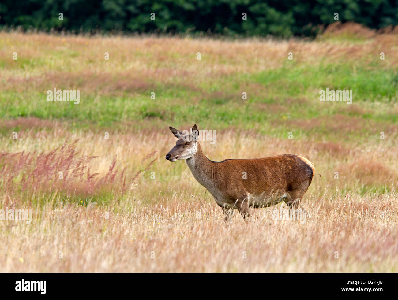 Red Deer / Cervus elaphus Foto Stock