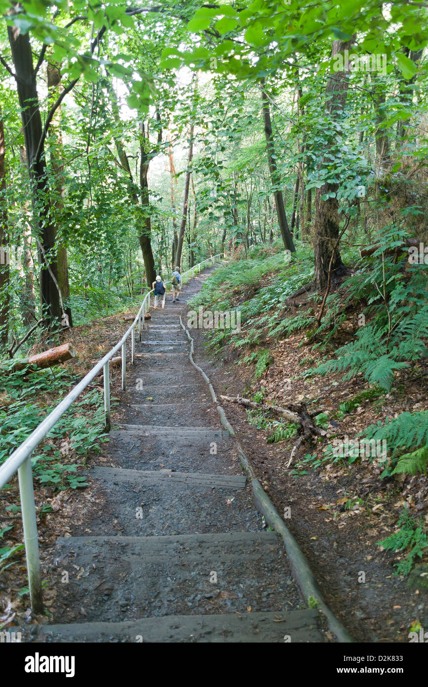 Un sentiero attraverso il bosco a Konigstein fortezza sul fiume Elba, Germania Foto Stock