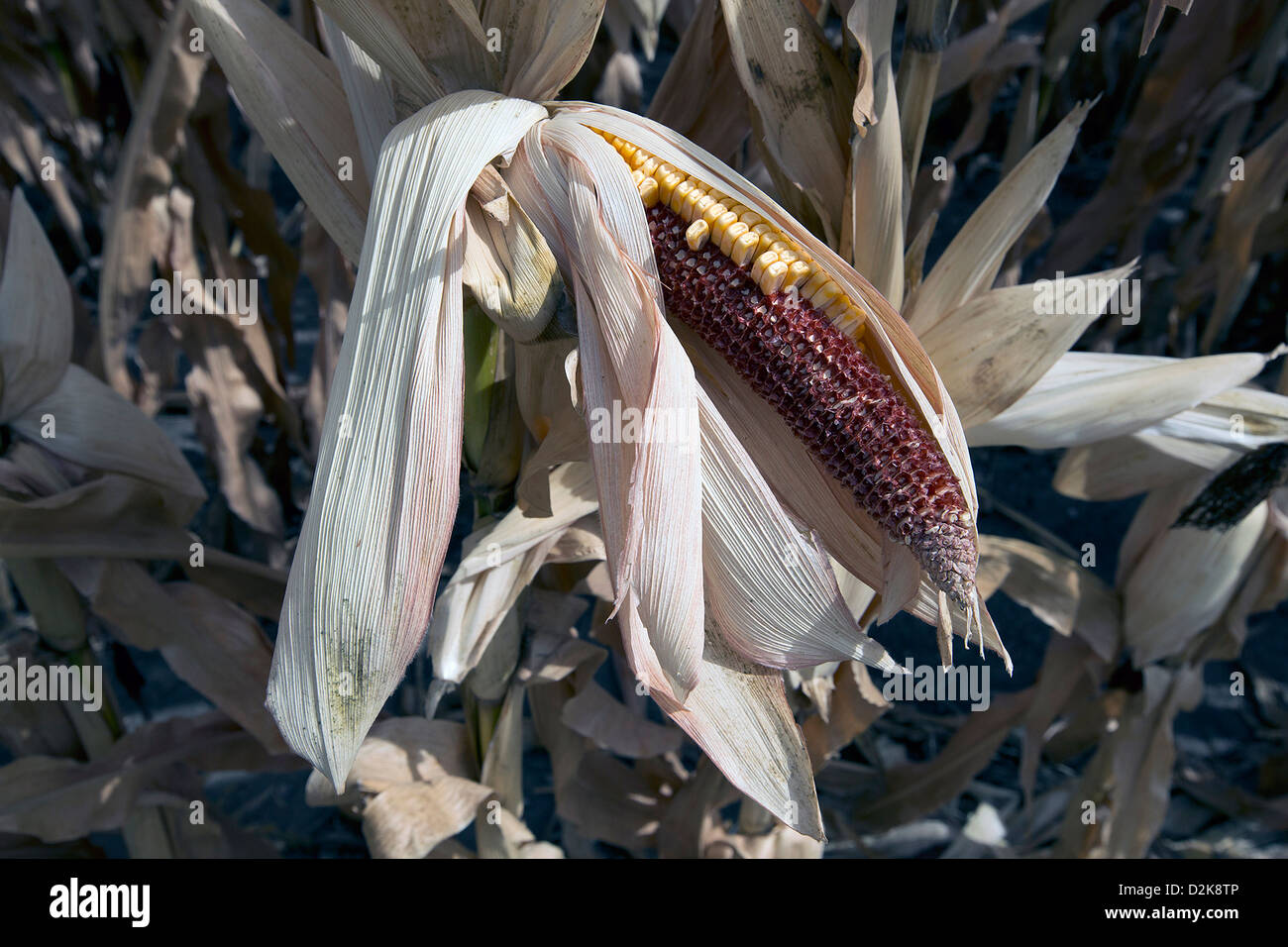 Colpite dalla siccità di colture di mais al McIntosh family farm in Missouri Valley, Iowa Agosto 13, 2012. Foto Stock
