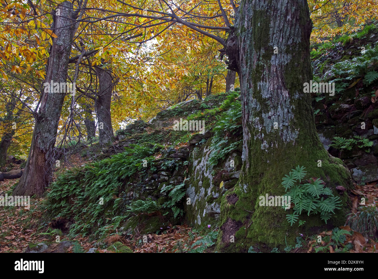 Castagneto in autunno Foto Stock