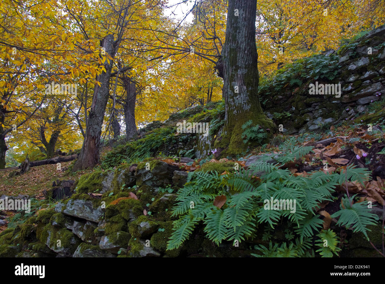 Castagneto in autunno Foto Stock