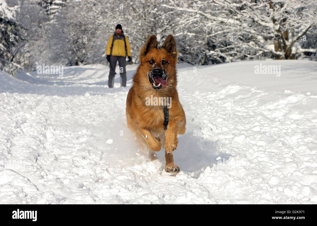 Schierke, Germania, cane corre attraverso la neve Foto Stock