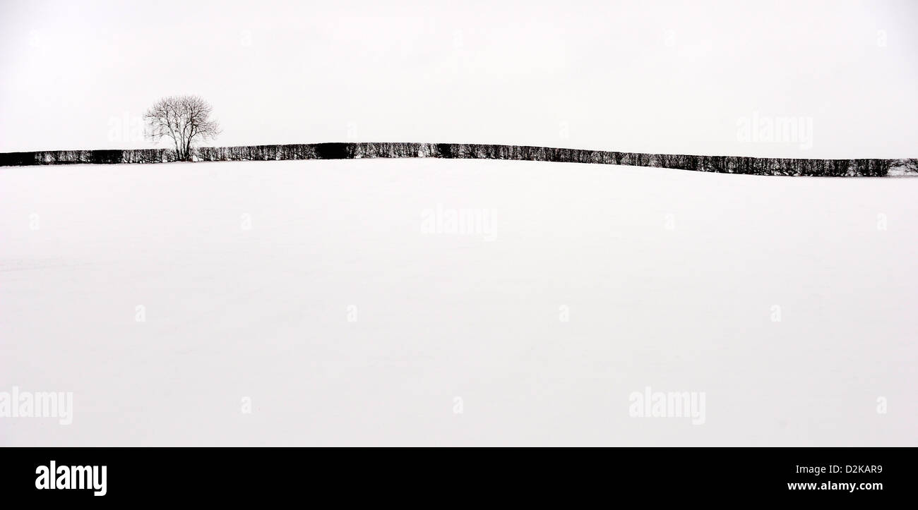 Biancospino hedge con un albero la bordatura di una coperta di neve campo nel bel mezzo dell'inverno. Foto Stock