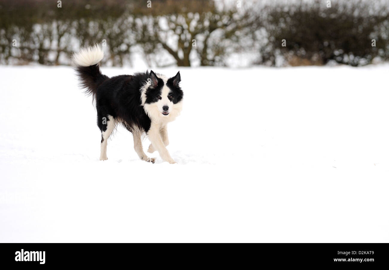 Border Collie cane che esercitano in un campo con una profonda copertura di neve. Foto Stock