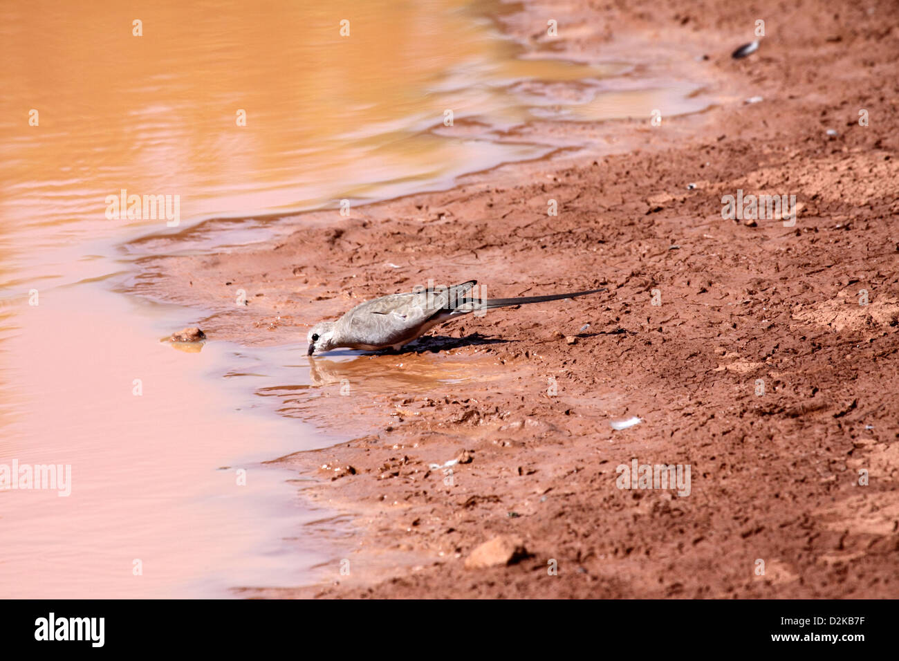 Namaqua colomba nella Gambia Foto Stock
