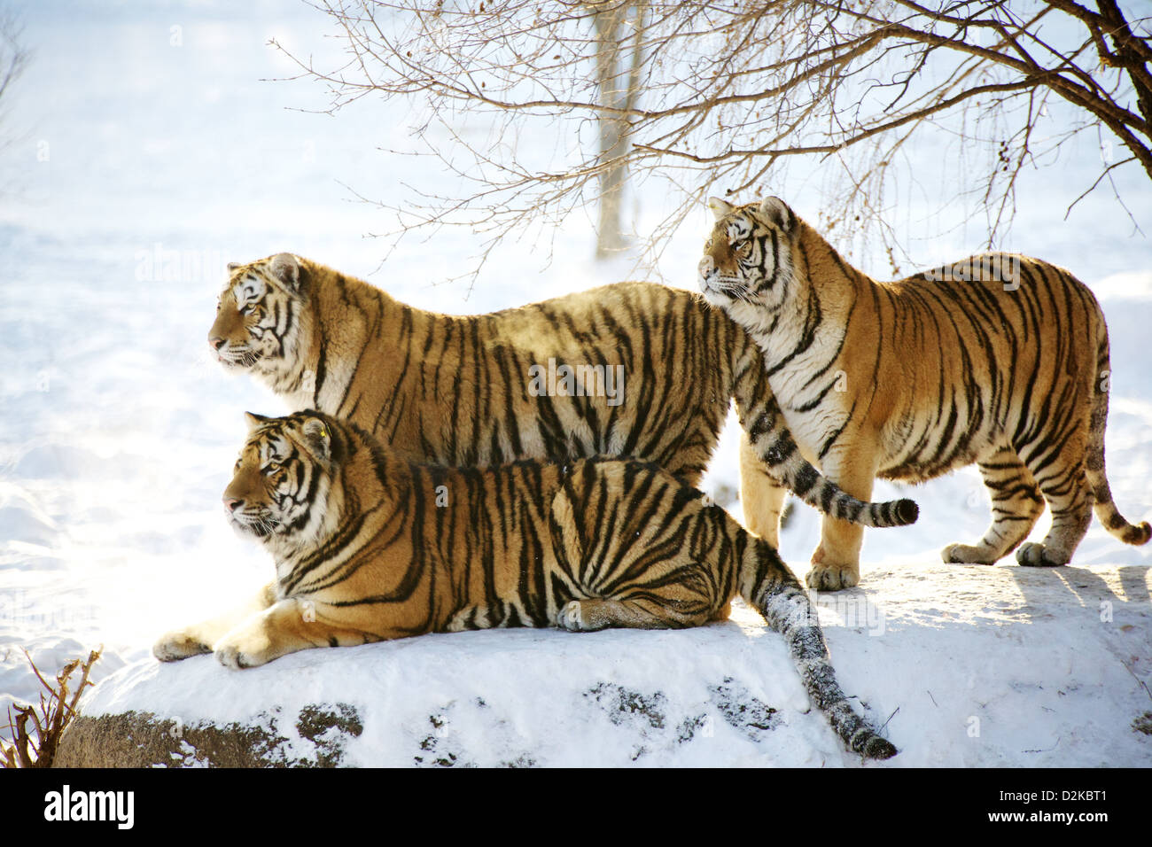 Tre le Tigri Siberiane Foto Stock