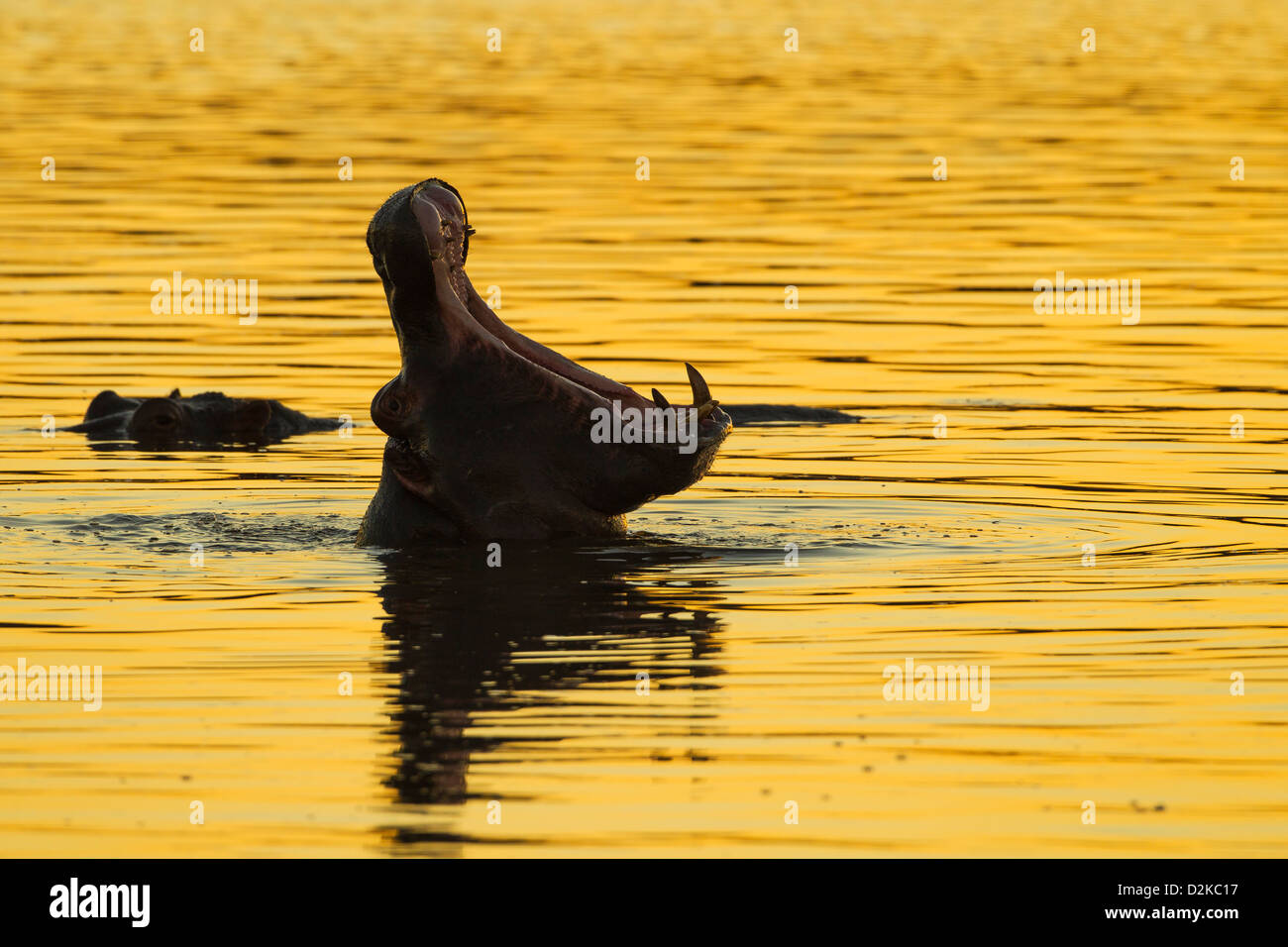 Silhouette di un ippopotamo sbadigli nel golden luce della sera Foto Stock