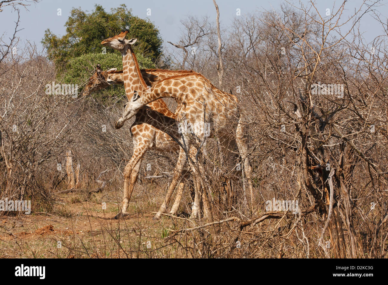 Tre le giraffe maschio combattere violentemente sul territorio Foto Stock