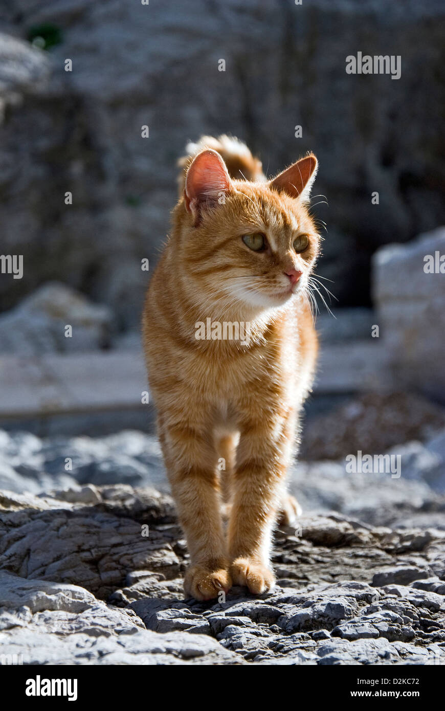 Lo zenzero cat in piedi su rocce grigie Foto Stock