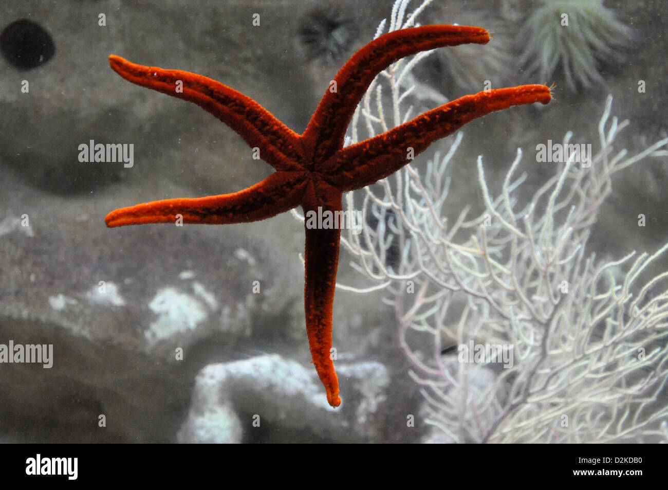 Starfish in acquario in Algarve, PORTOGALLO Foto Stock