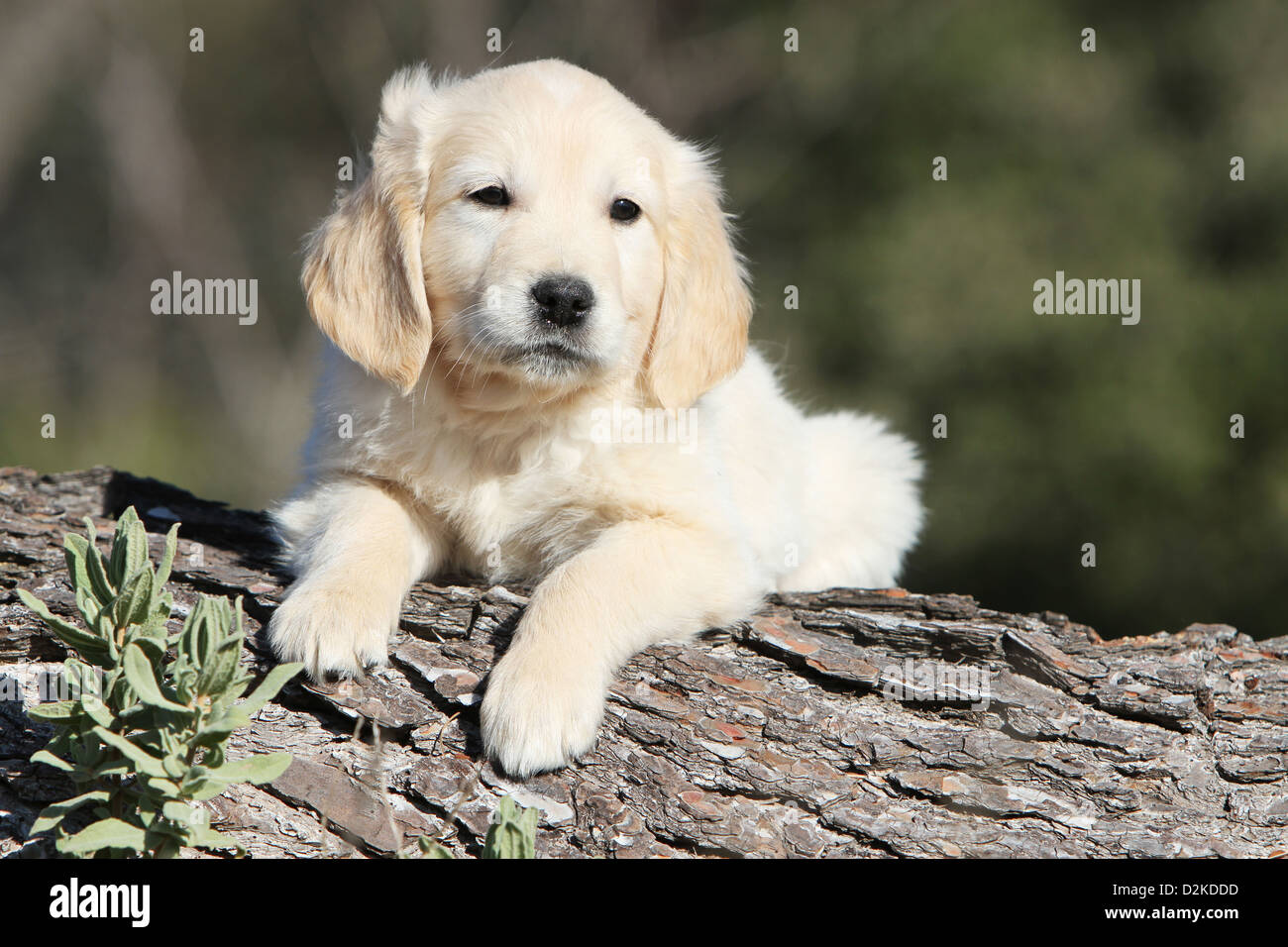 Cane Golden Retriever cucciolo giacente su di un legno Foto Stock
