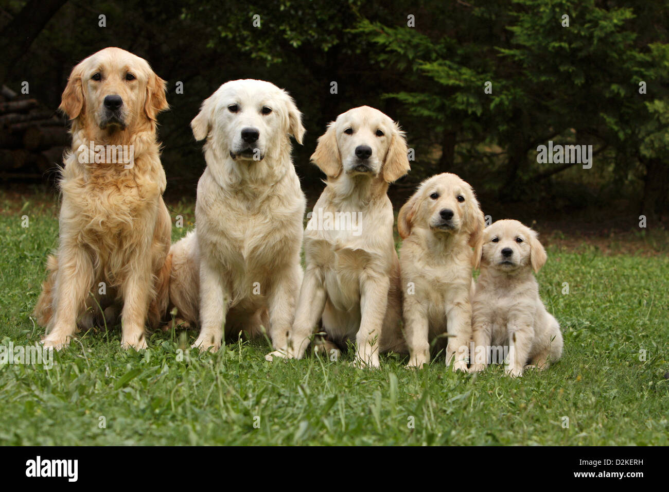 Cane Golden Retriever Famiglia Di Diverse Generazioni Adulti Giovani Cuccioli Per Dimensione Foto Stock Alamy