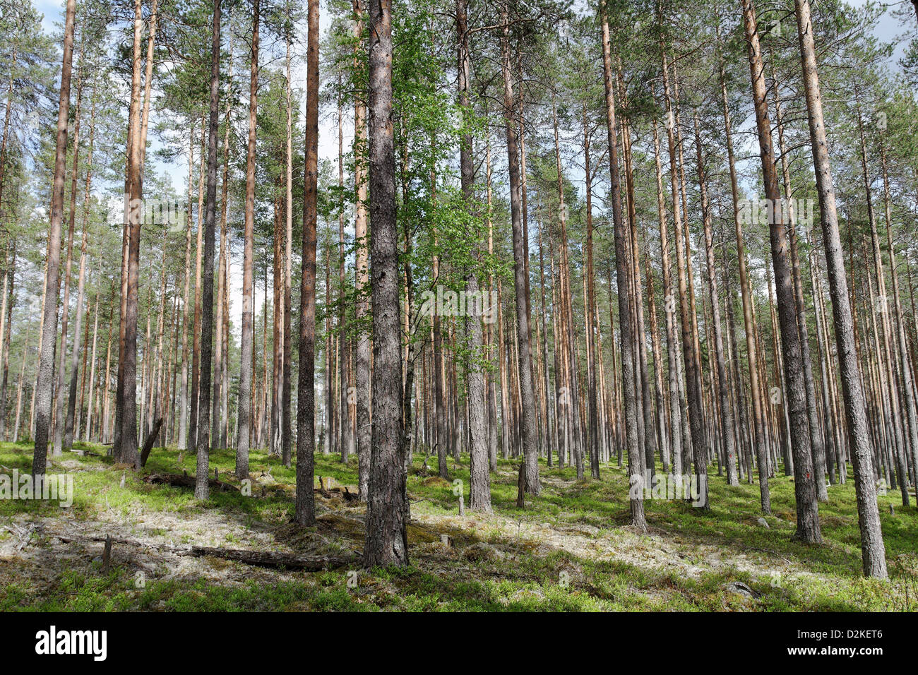 Iso-Palonen Maariansärkät - Riserva Naturale, Finlandia Foto Stock