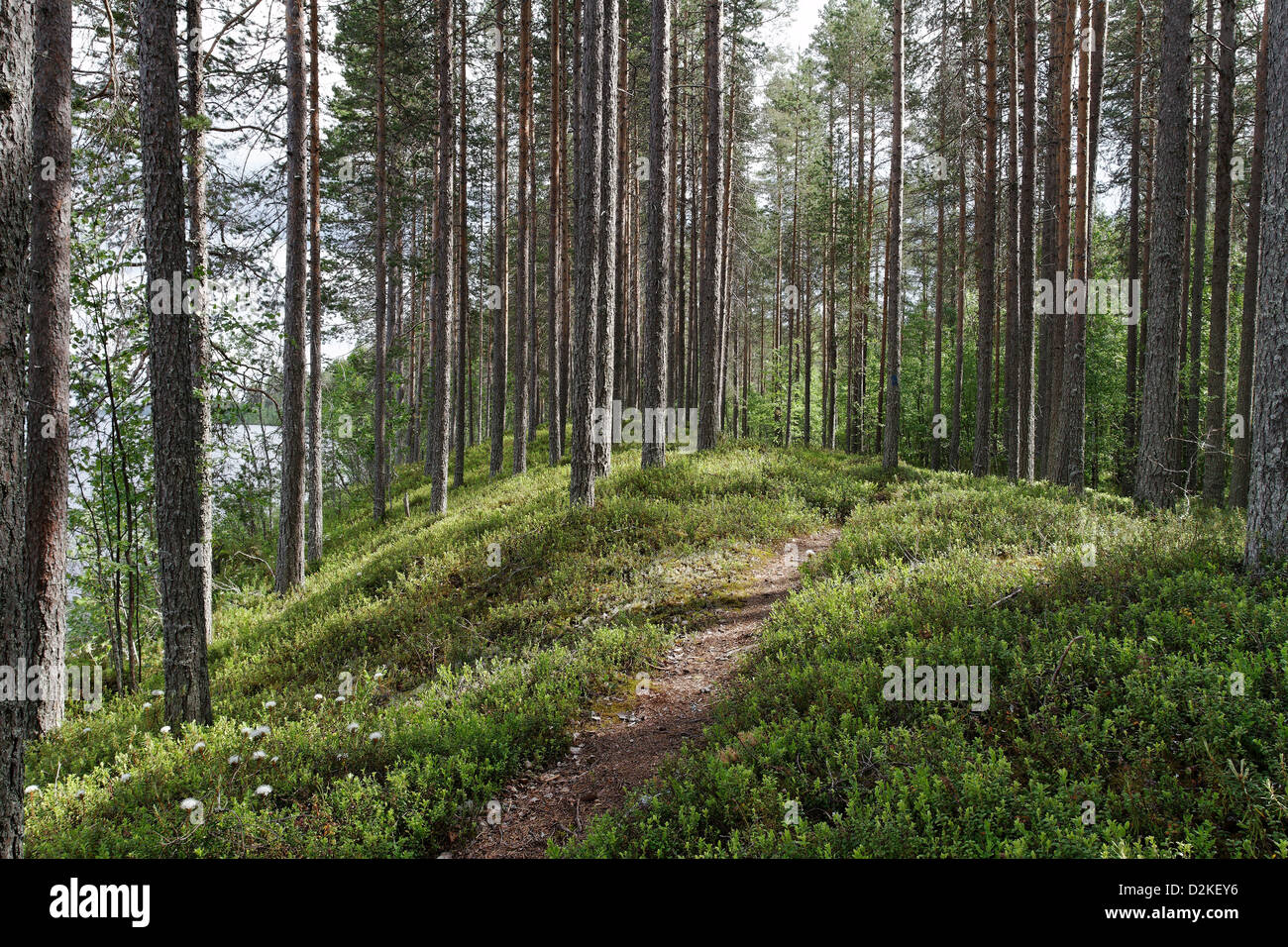 Esker ridge in Iso-Palonen Maariansärkät - Riserva Naturale, Finlandia Foto Stock