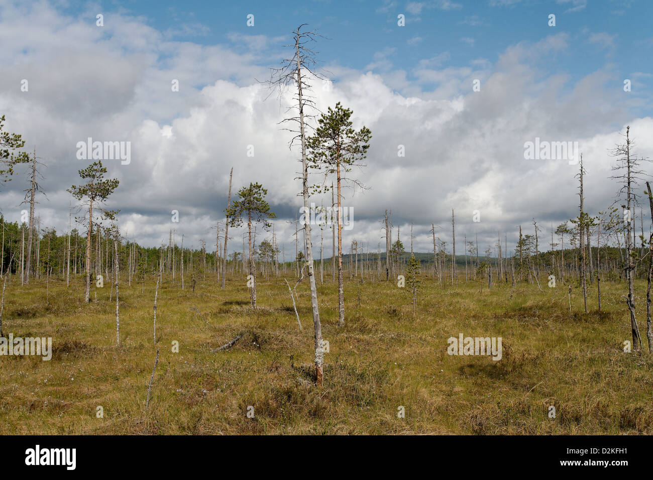 Patvinsuo National Park, Finlandia Foto Stock