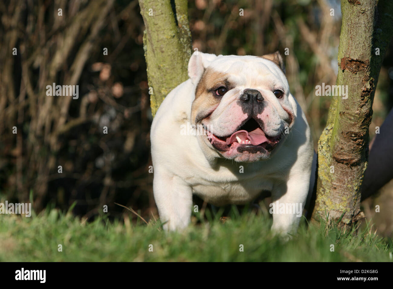 Cane Bulldog inglese adulto in piedi tra gli alberi Foto Stock