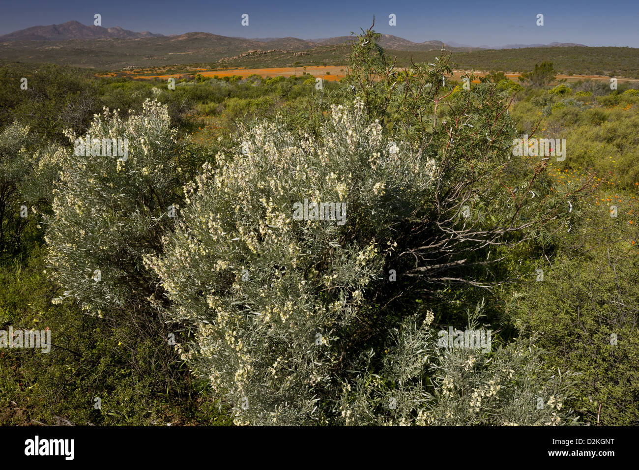 Un arbusto di leguminose (Lebeckia sericea), Skilpad Riserva Naturale, Namaqua deserto, Namaqualand. Sud Africa Foto Stock