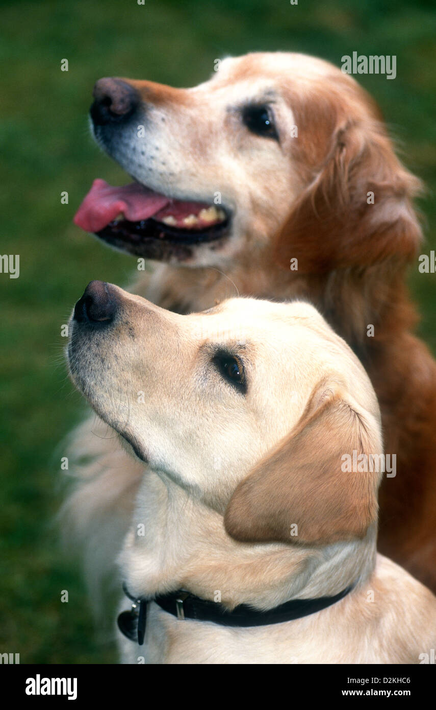Guida di cucciolo di cane (in primo piano) & pensionati cane guida, UK. Foto Stock