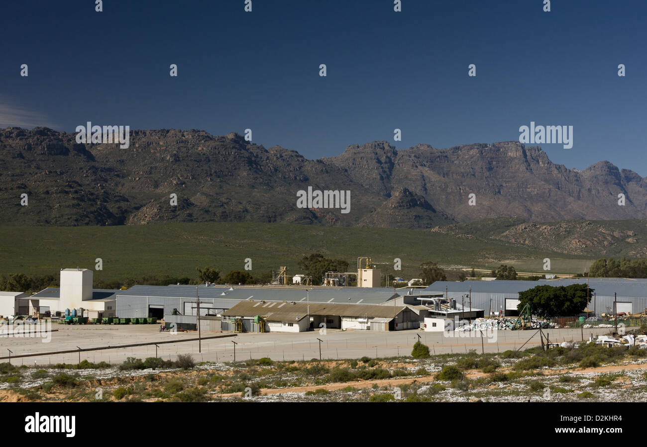 Clanwilliam Rooibos (redbush) tè impianto di trasformazione, Western Cape, Sud Africa Foto Stock