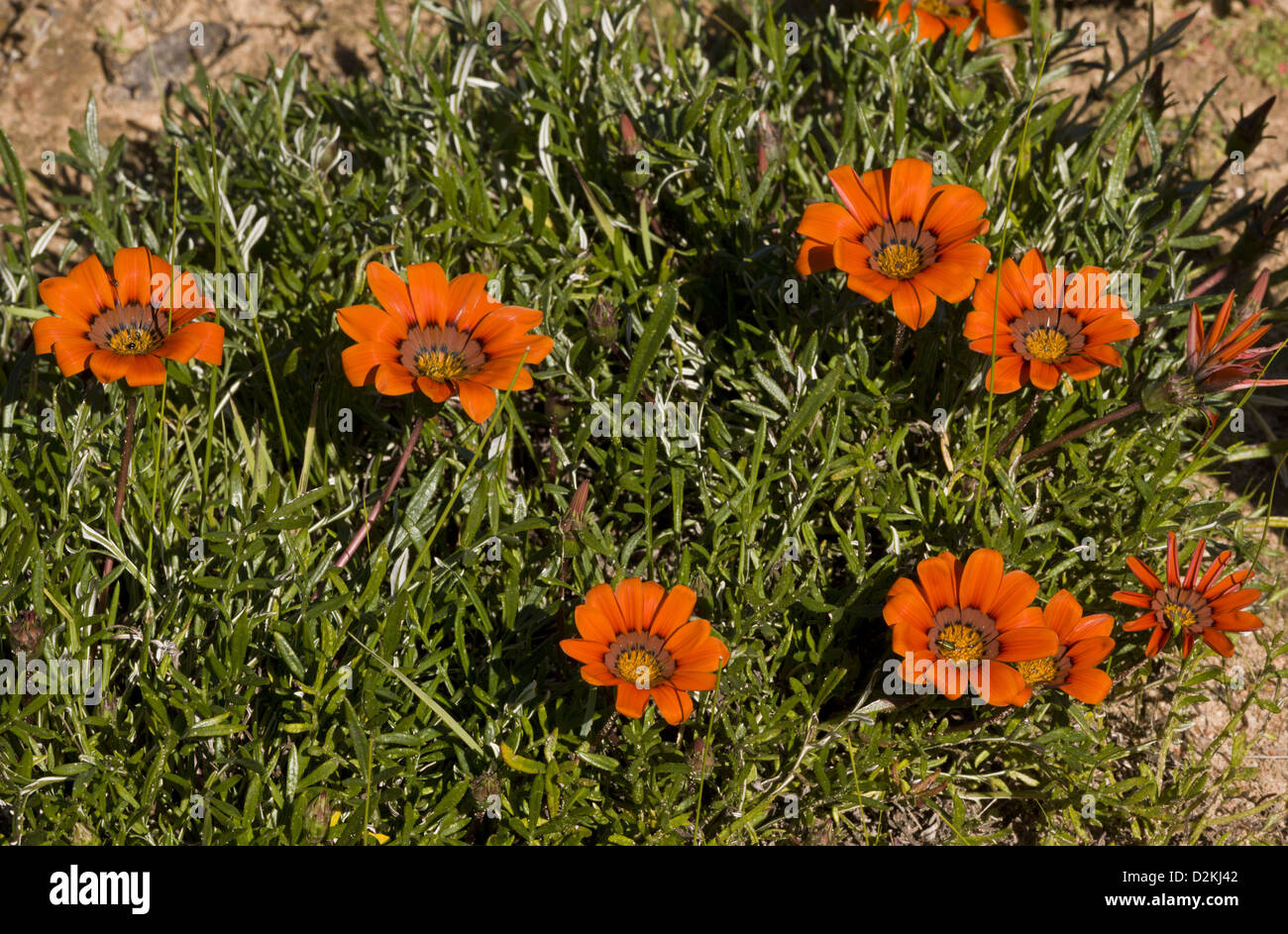 Un arancione (Gazania Gazania krebsiana) in fiore, area del Capo, in Sud Africa Foto Stock