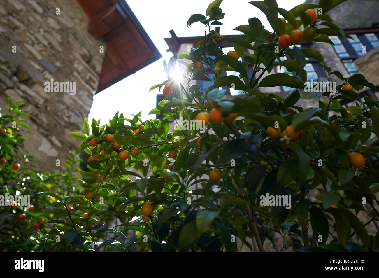Arance crescono sugli alberi di limone - Lago di Garda - Garda Trentino Foto Stock