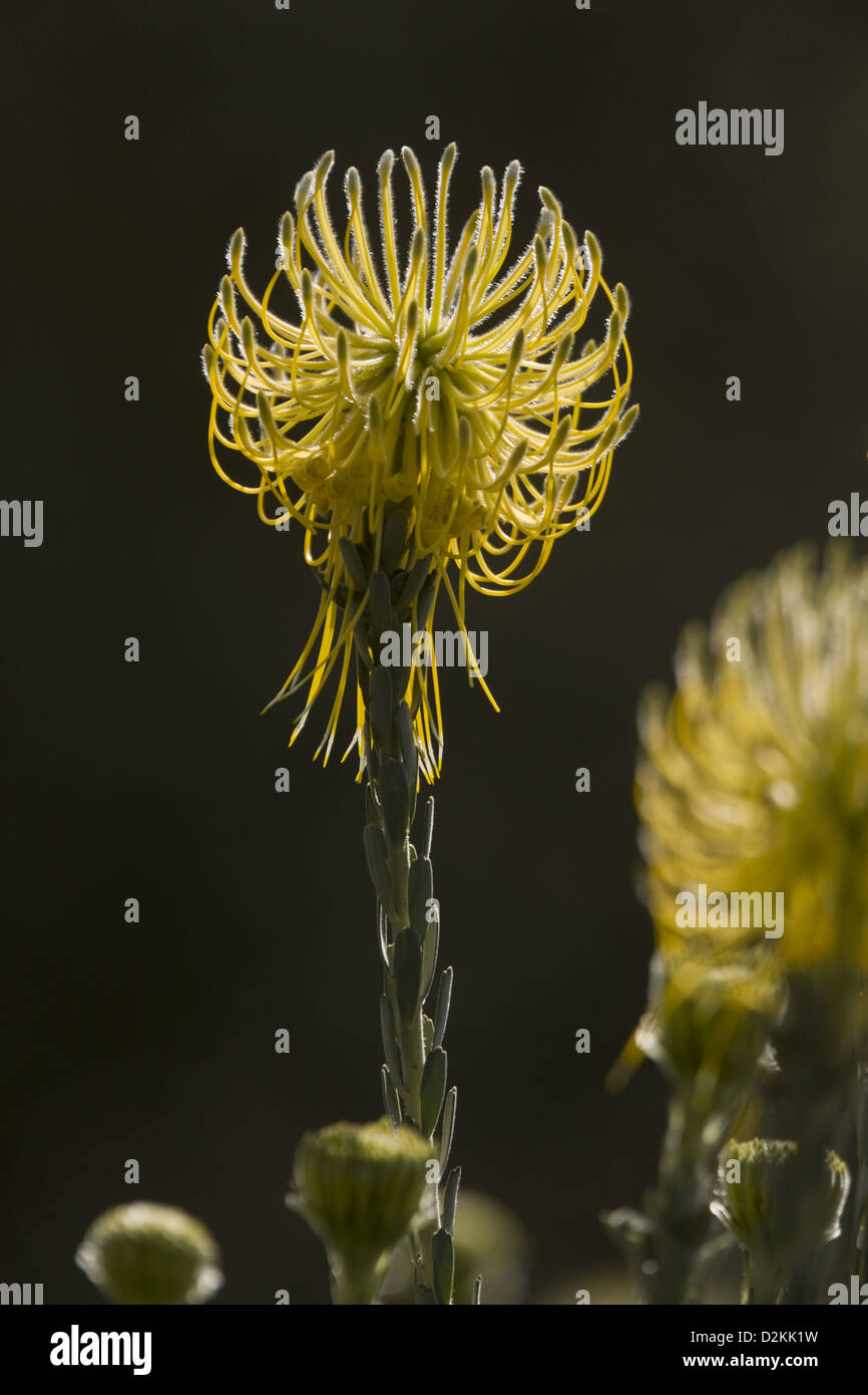 Razzo giallo puntaspilli (Leucospermum reflexum var. luteum) una rara specie endemiche membro dell'Proteaceae, area del Capo, in Sud Africa Foto Stock