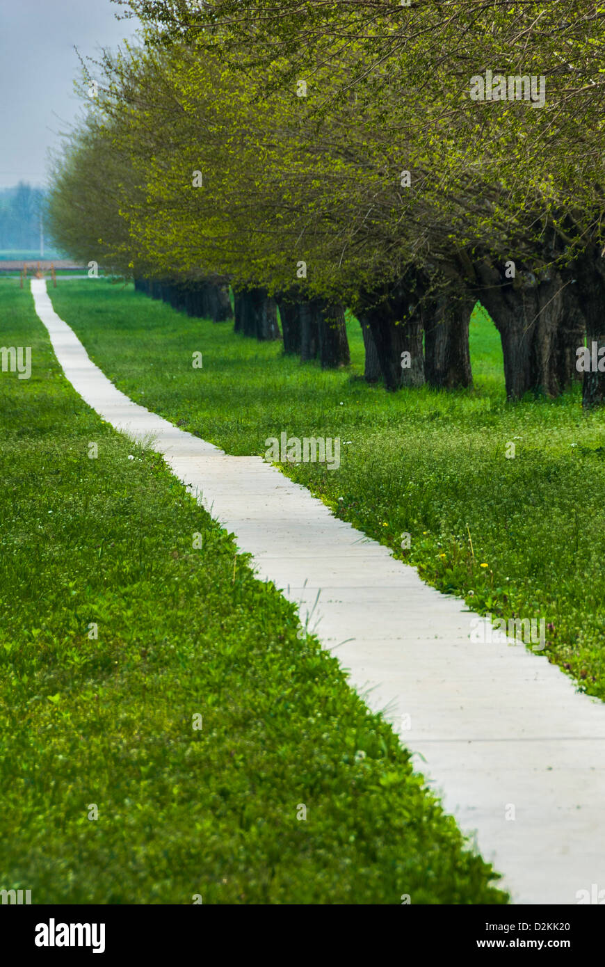 Una diminuzione del percorso su erba verde - linea di alberi (vicolo) con pista ciclabile Foto Stock