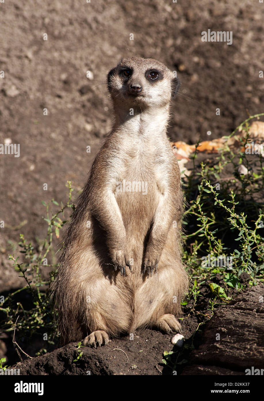 Suricate è guardare oltre Foto Stock
