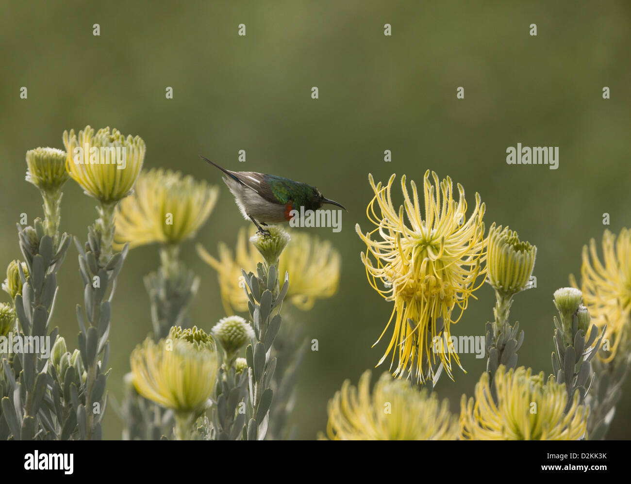 Minor doppio Sunbird collare (Cinnyris chalybeus) sul razzo giallo puntaspilli (Leucospermum reflexum var. luteum) Sud Africa Foto Stock