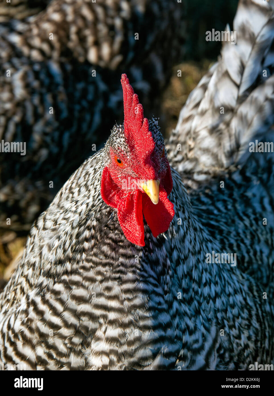 La Rooster, bloccate Rock Foto Stock