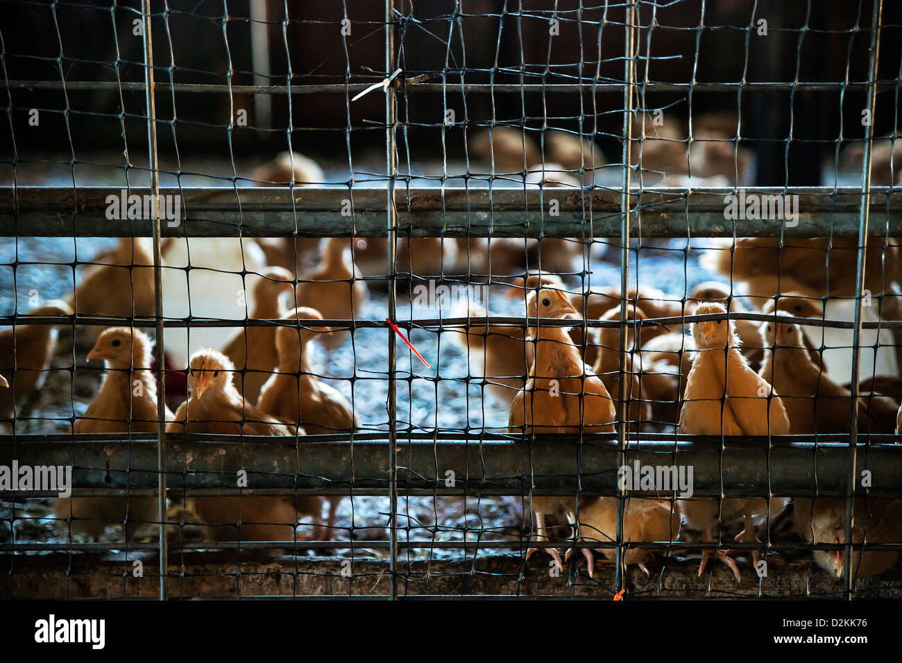 I pulcini di pollo in una casa di pollo. Foto Stock