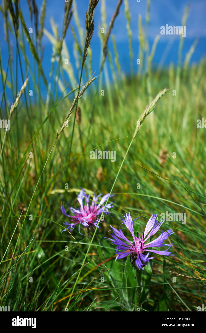 Fiore selvatico sulla sommità del Monte Baldo Foto Stock
