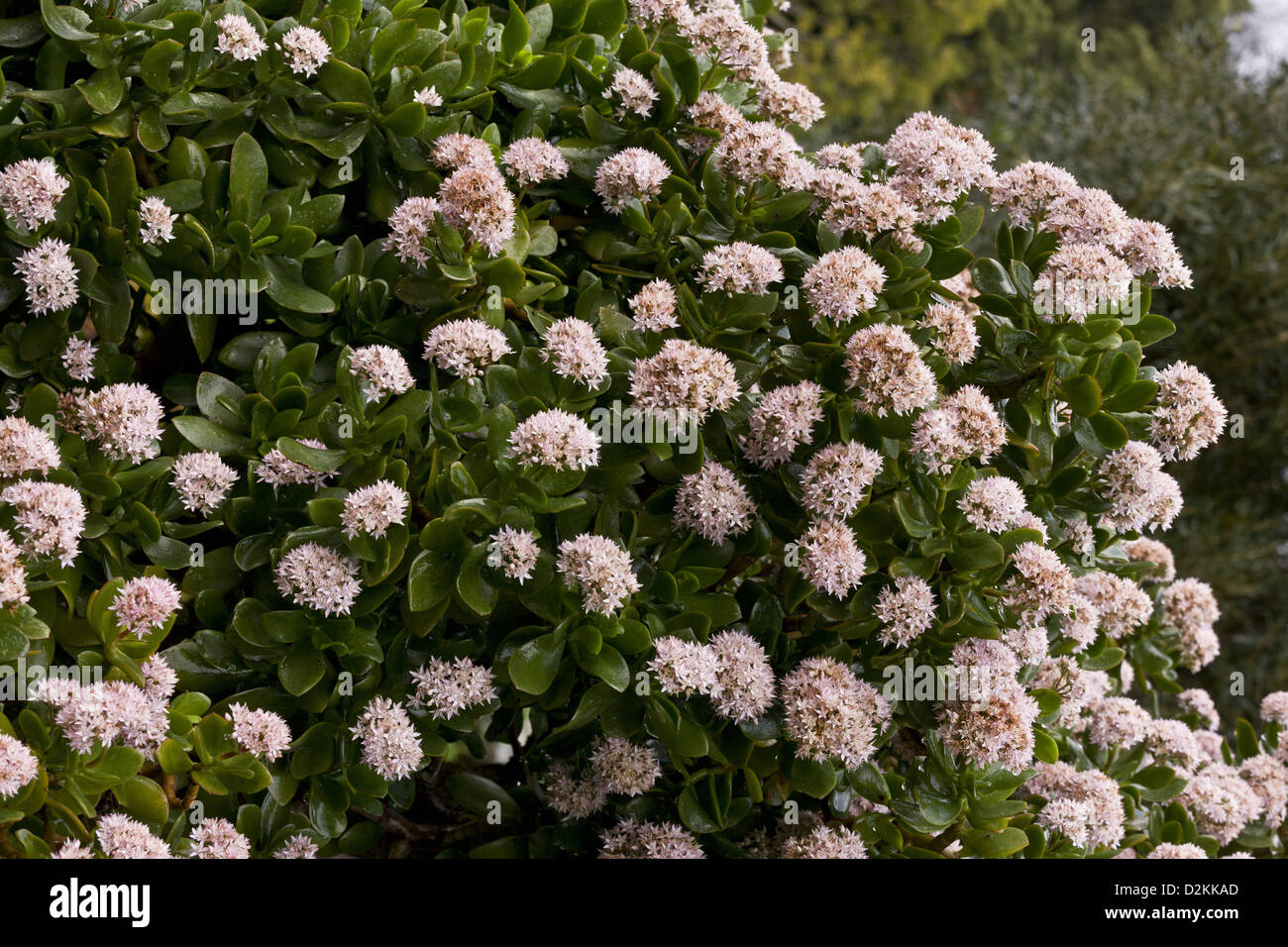 Impianto di giada (Crassula ovata) Sud Africa. Originaria del Sud Africa, cresciuto estesamente come un vaso e pianta di giardino. Foto Stock