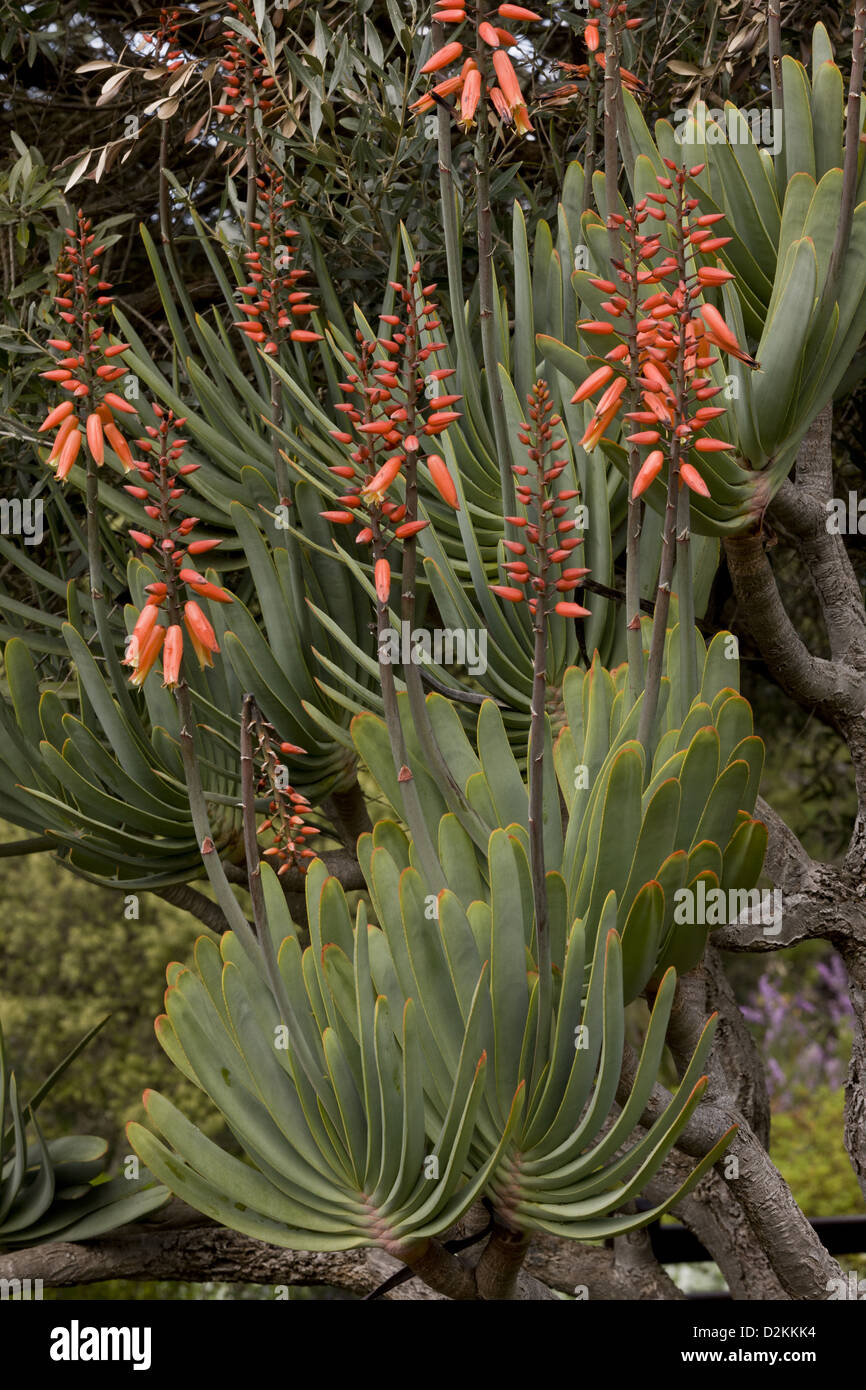 La ventola aloe (Aloe plicatilis) in fiore, Sud Africa. Raro arbustiva succulenta. Foto Stock