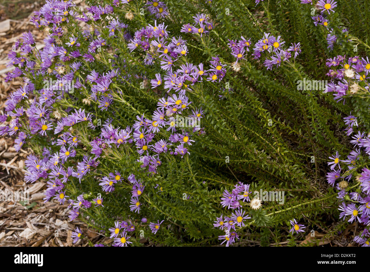 Una rara arbustiva felicia (Felicia dregei) cape endemiche, Sud Africa Foto Stock