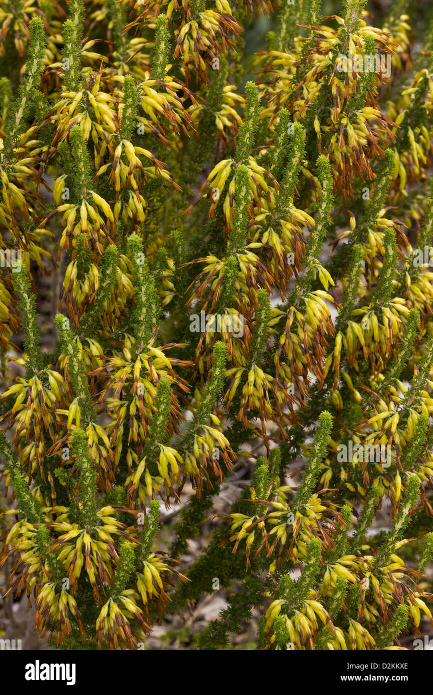 Infiorescenza staminifera di erica (Erica coccinea) nella sua forma gialla in fynbos, Cape, Sud Africa Foto Stock