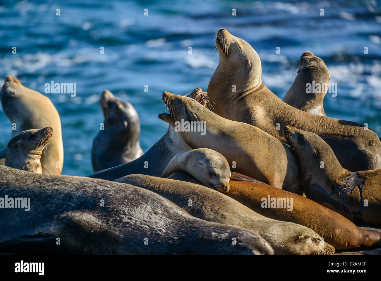 California i leoni di mare sulle rocce a La Jolla Cove, San Diego, California Foto Stock