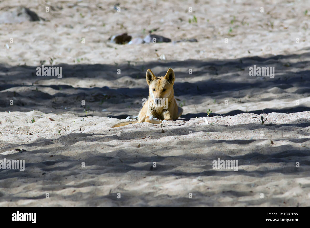 Un australiano Dingo in corrispondenza di un foro per l'acqua in Australia centrale Foto Stock