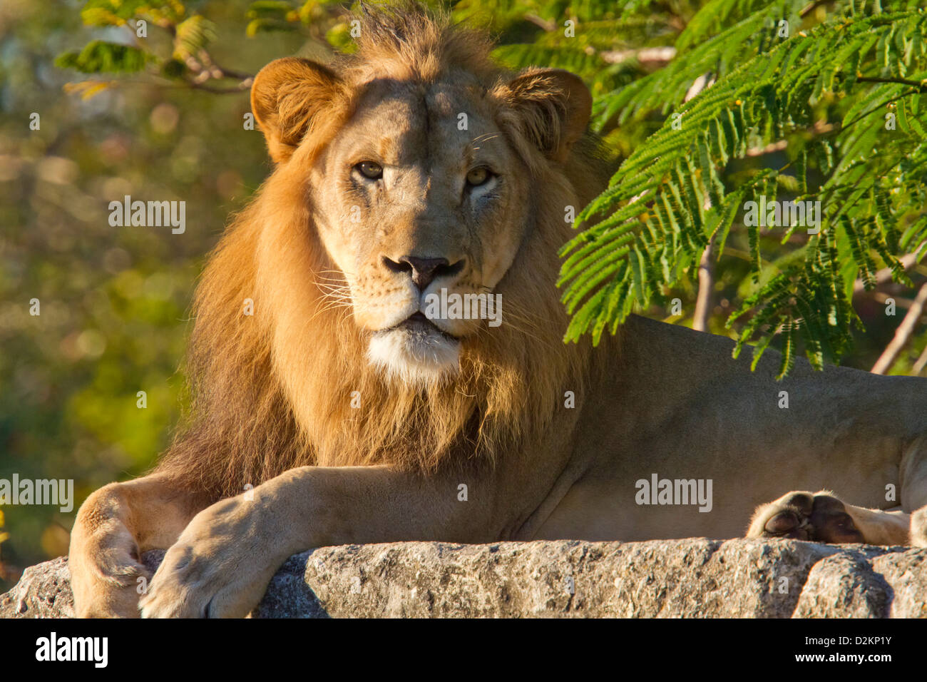 African Lion maschio Foto Stock