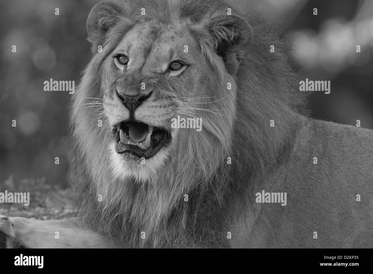 African Lion maschio Foto Stock