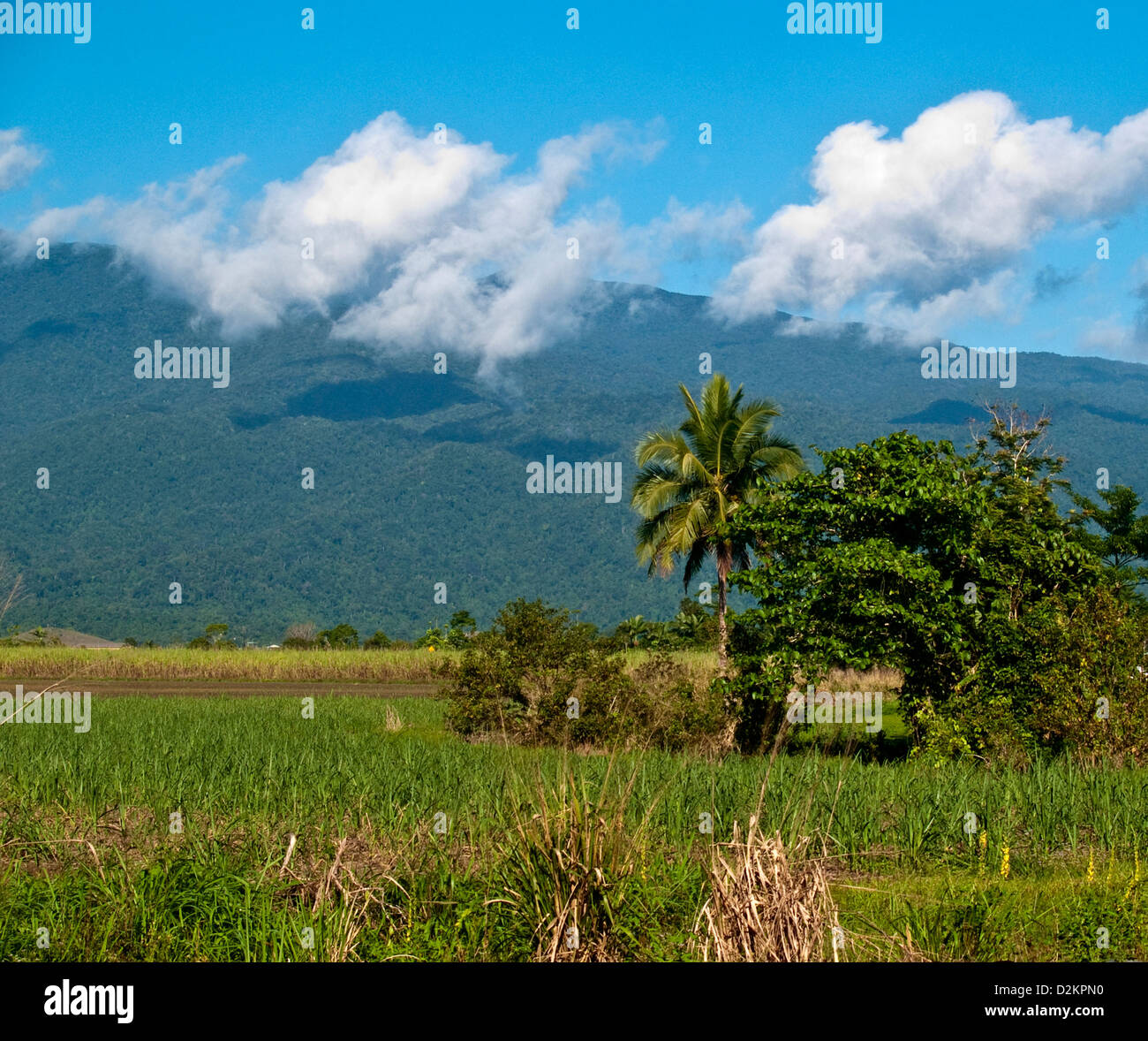 Vicino a Cairns, Queensland, Australia Foto Stock