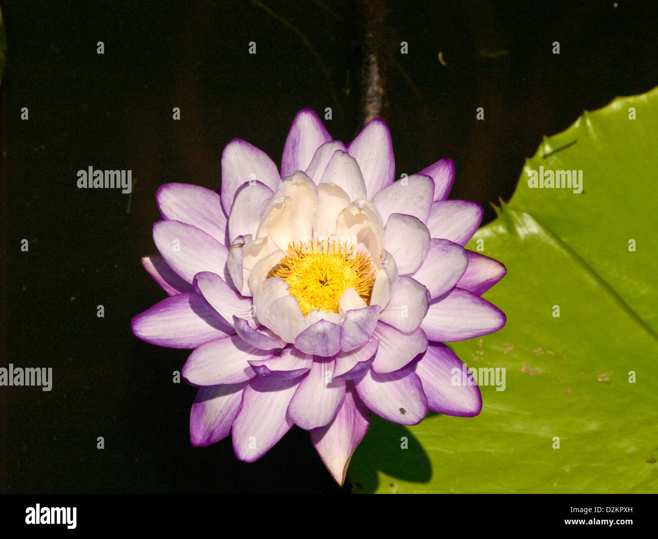 Fiore di loto, Queensland, Australia Foto Stock