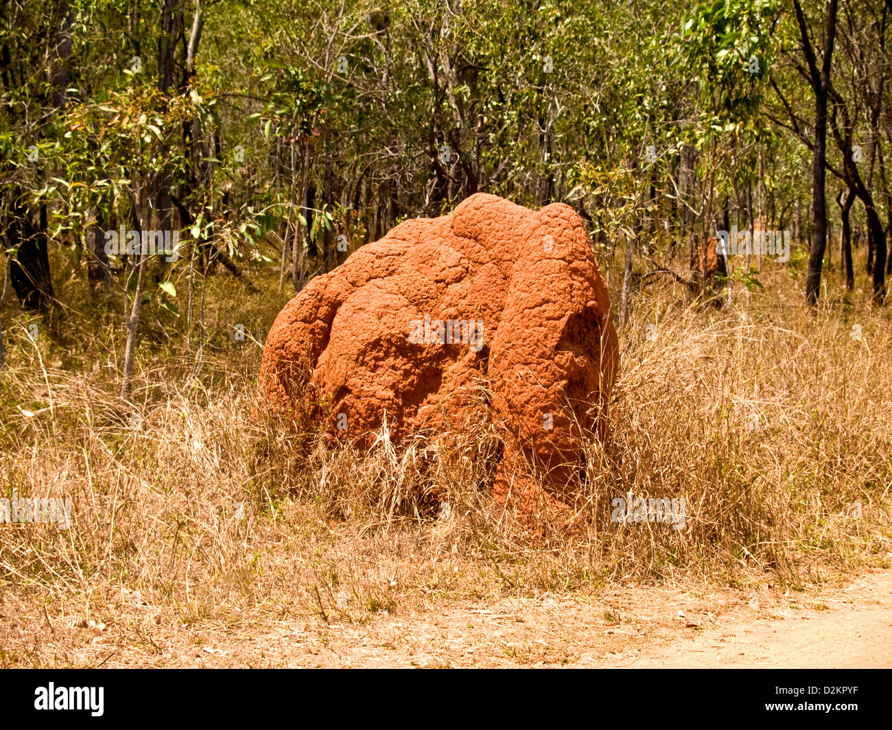 Termite nido, Queensland, Australia Foto Stock