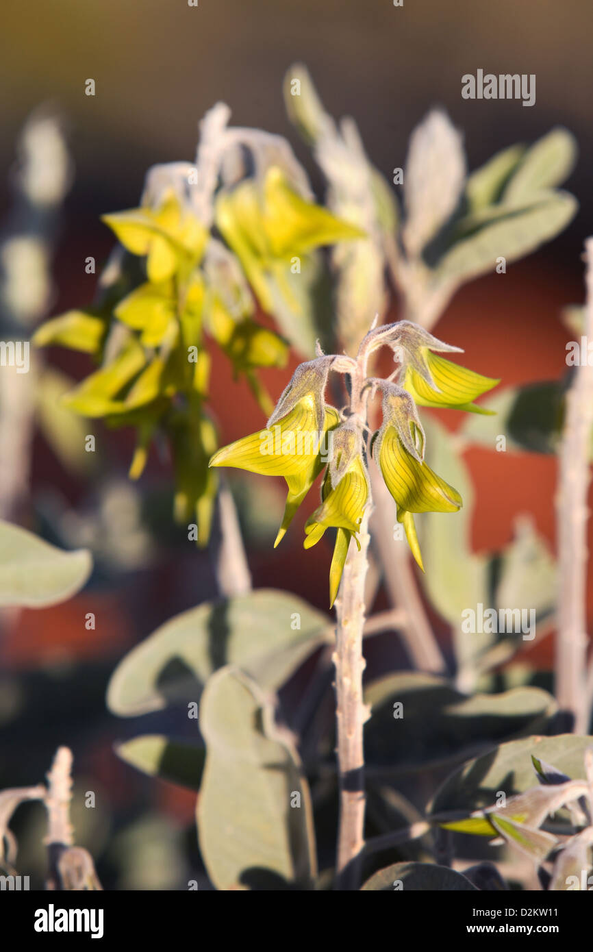 Verde fiore di uccelli (Crotalaria Cunninghamii). L'Australia centrale. Foto Stock