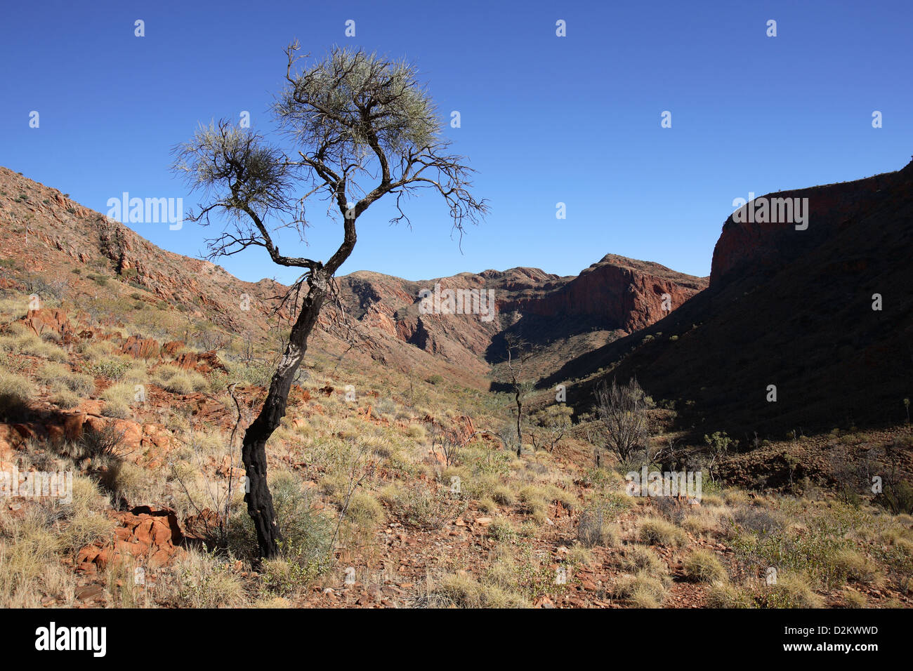 Orminstone cancelletto. West McDonnell Ranges, Australia centrale. Foto Stock