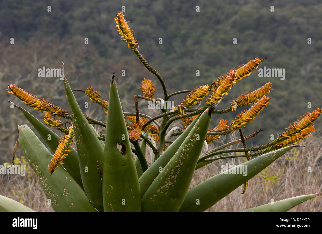 Mountain aloe (Aloe marlothii) in scrub, Sud Africa Foto Stock