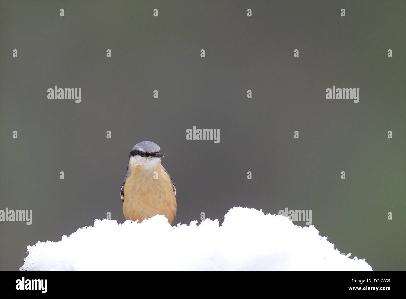 Eurasian picchio muratore - Sitta europaea Foto Stock