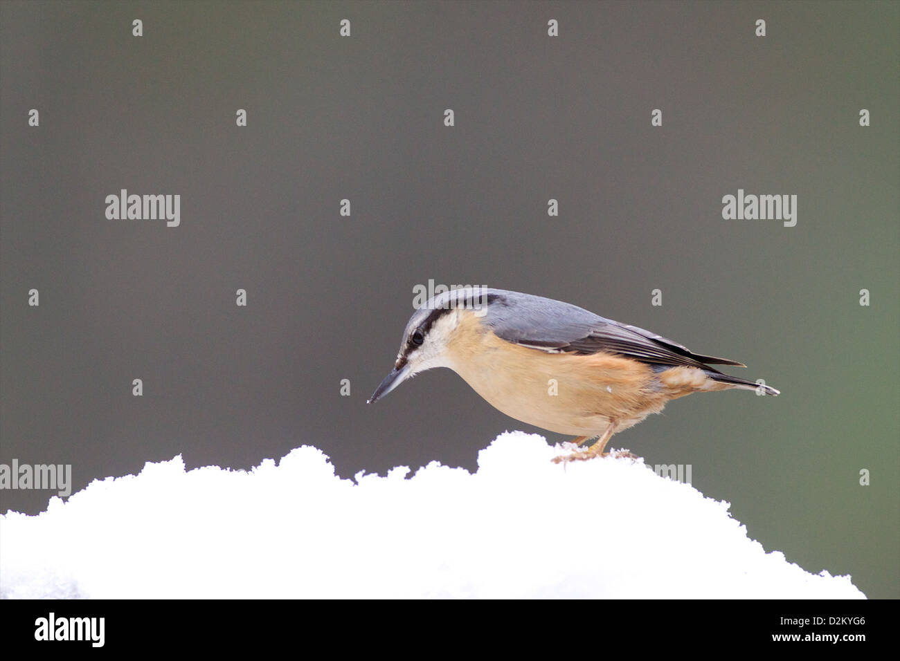 Eurasian picchio muratore - Sitta europaea Foto Stock