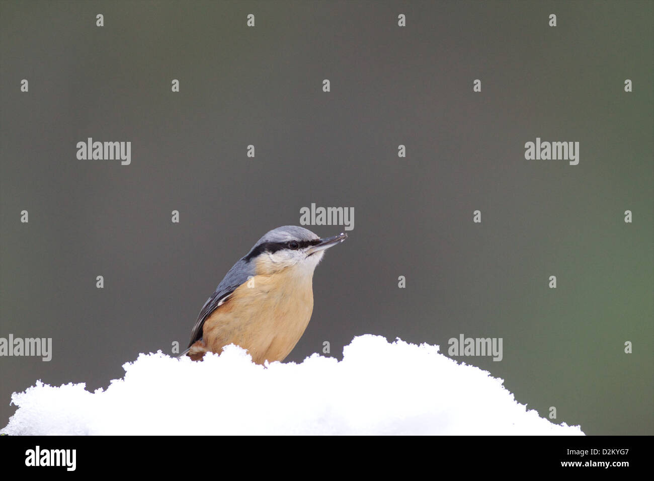 Eurasian picchio muratore - Sitta europaea Foto Stock